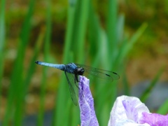 小田原フラワーガーデンにて