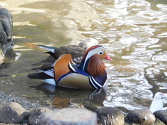 相模原市　麻溝公園
