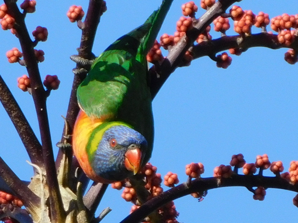 ゴールドコーストにて