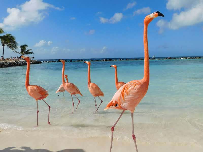 カリブ海アルバ島にて