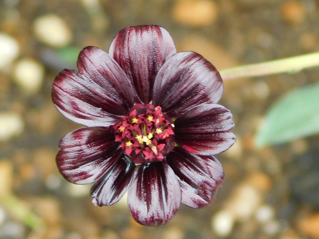 チョコレートコスモス