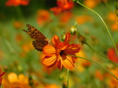 香川県まんのう公園にて