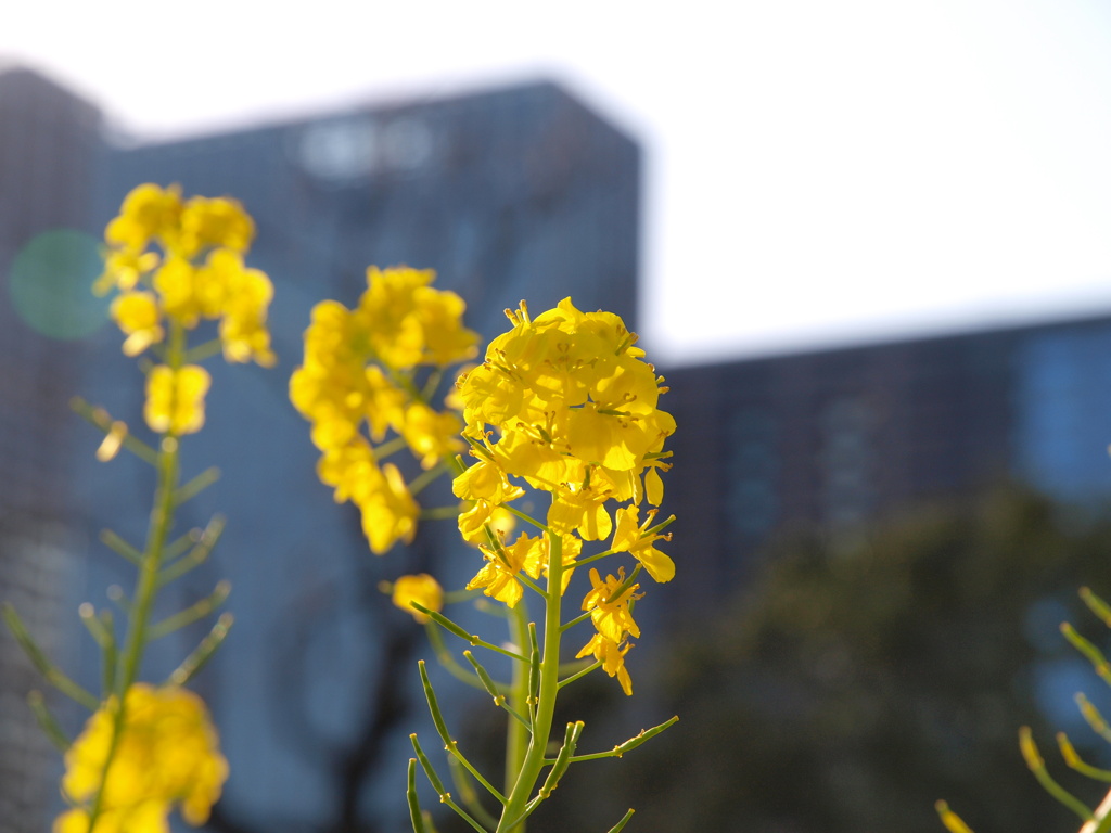 菜の花