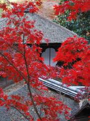 紅葉と丸窓