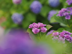 6月の花