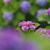 6月の花