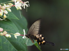 花を楽しむ