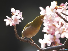 やっと出会えたサクジロー