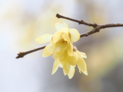 慈愛