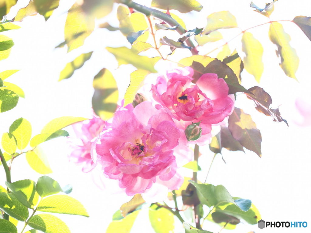 薔薇の誘惑
