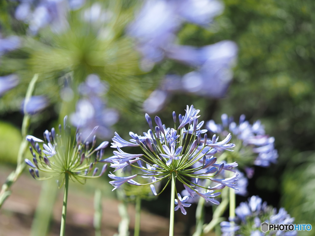 涼し気な花火