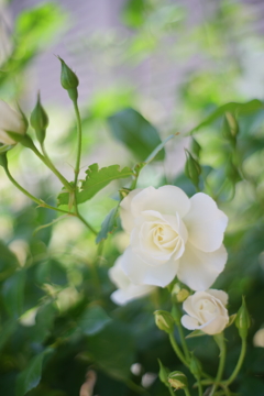 白薔薇のいざない