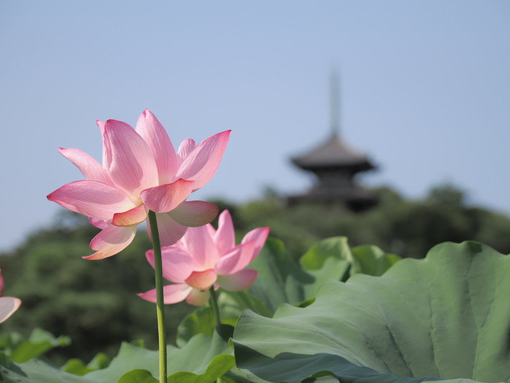 三渓園蓮花の頃