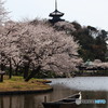 三渓園　桜の季節