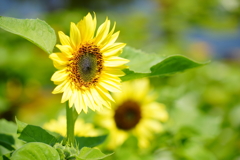 夏の花