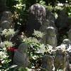 羅漢と咲く