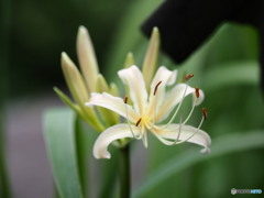 彼岸花の咲くころ　常泉寺３