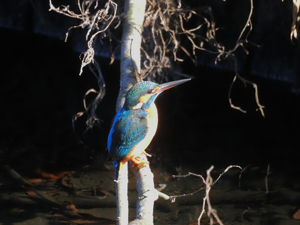 2026年はどんな年に