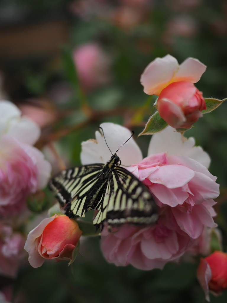 薔薇の花壇で一休み