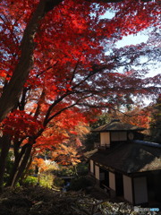 聴秋閣の紅葉