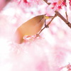 桜色に染まって