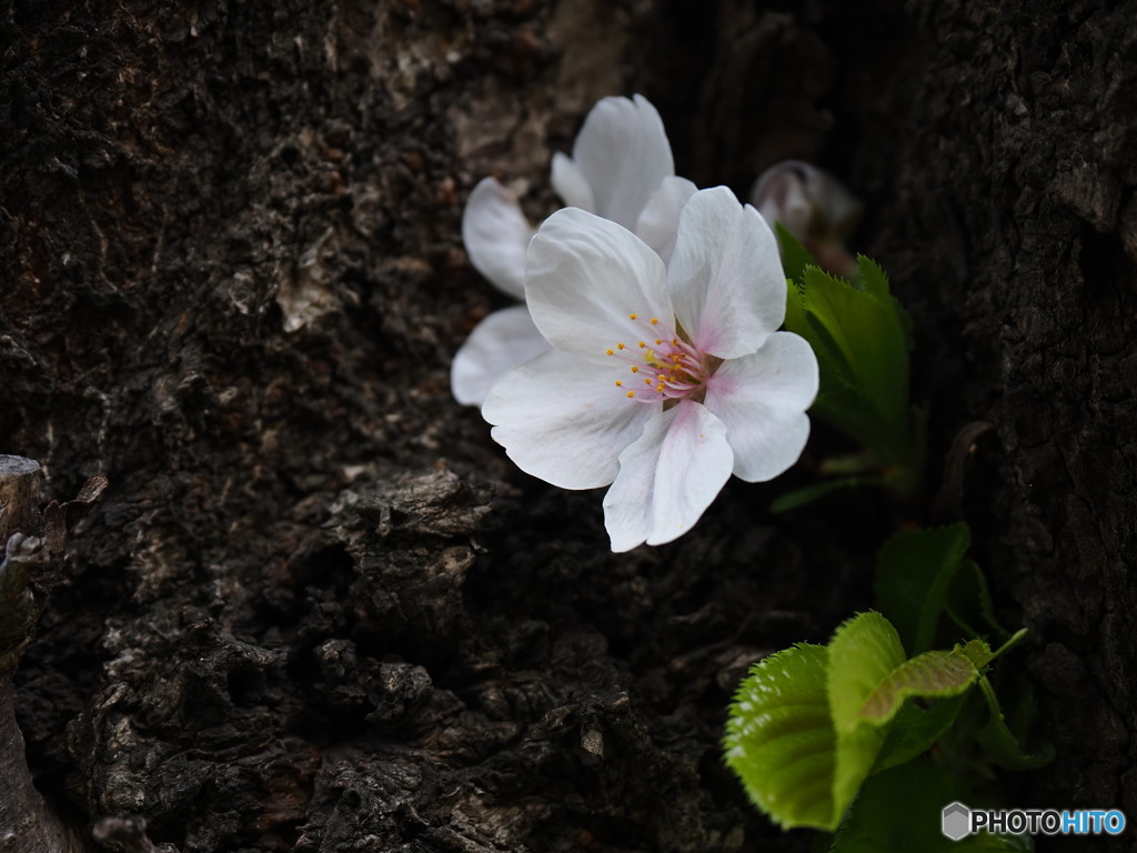 幹に咲く　桜の季節を振りかえって1