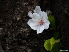 幹に咲く　桜の季節を振りかえって1