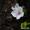 幹に咲く　桜の季節を振りかえって1