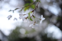 夕方の光の中で