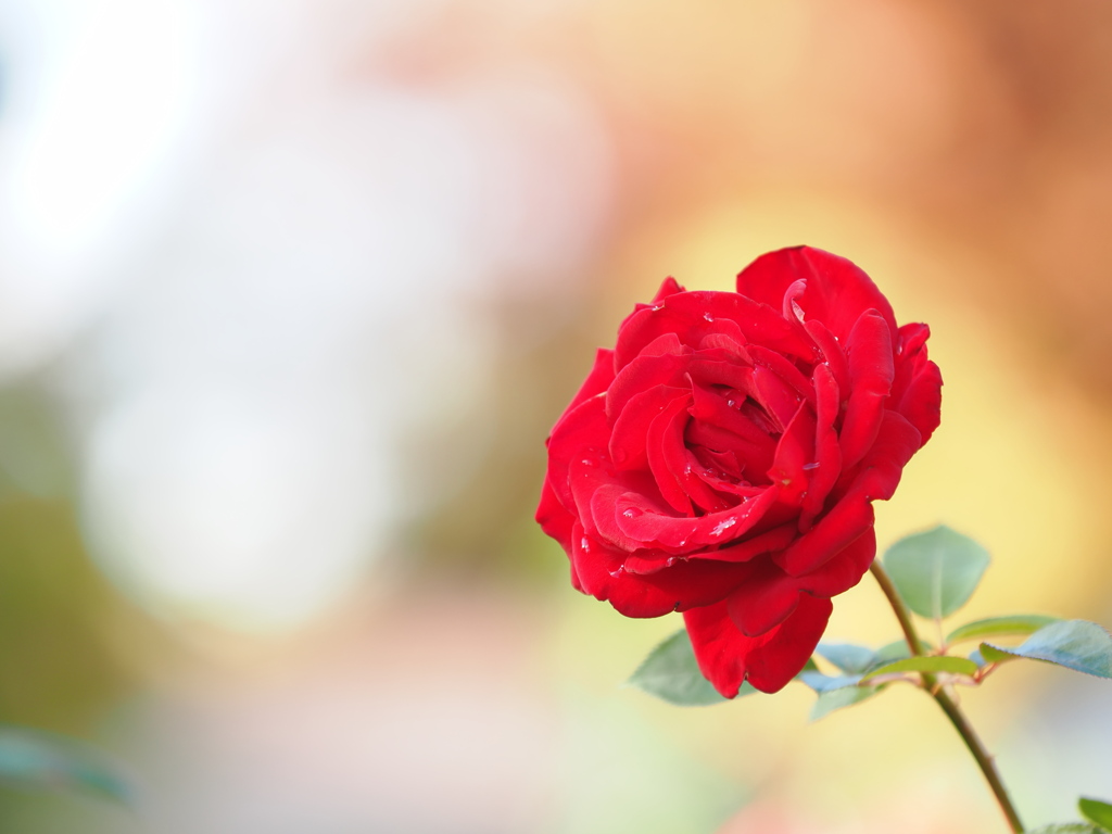 赤い薔薇一輪、貴方に