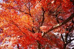 遅れてきた紅葉