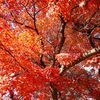 遅れてきた紅葉