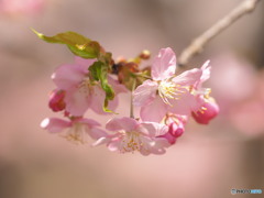 早春の桃色