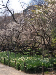 春の訪れを臥竜梅に感じて