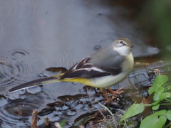 お久しぶり　2025年の撮り（鳥）納め