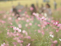 秋桜日和