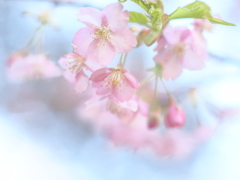 桜色