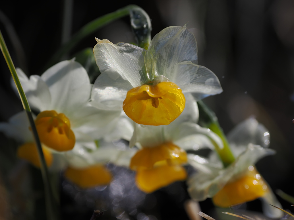 透明な花弁