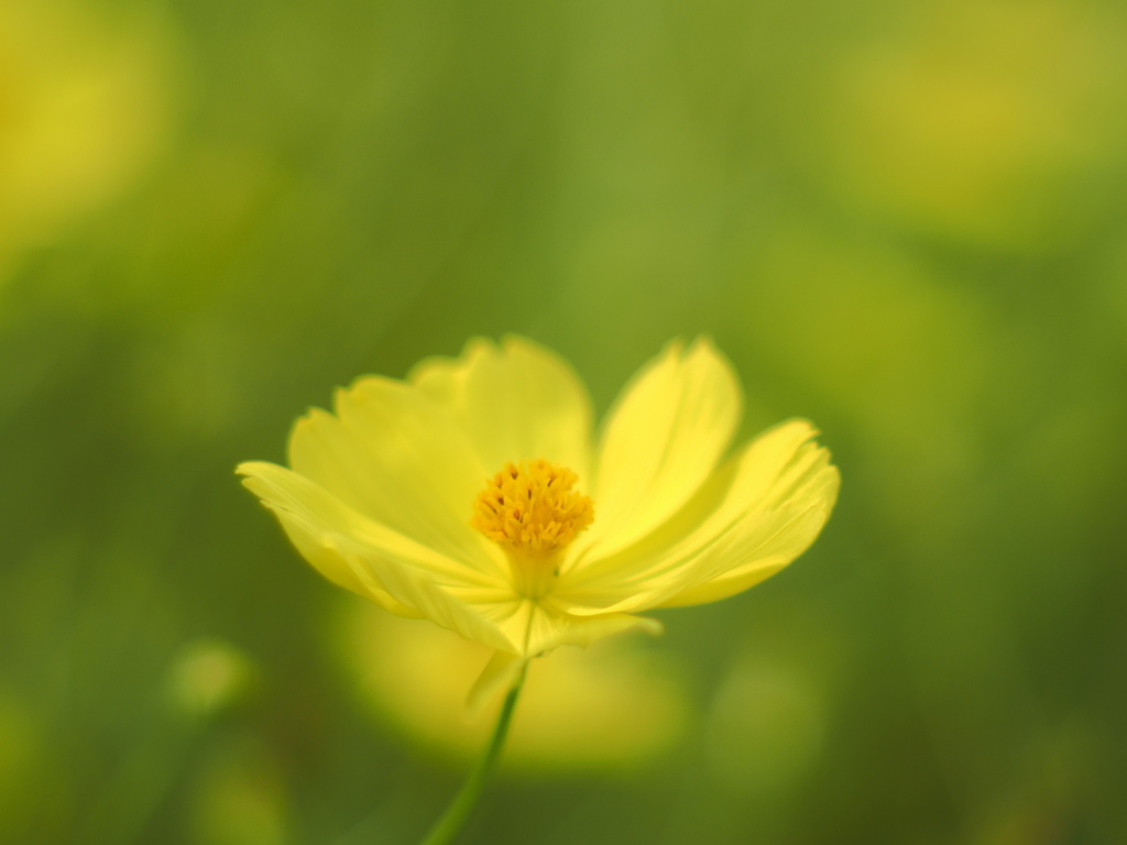 幸福色のコスモス