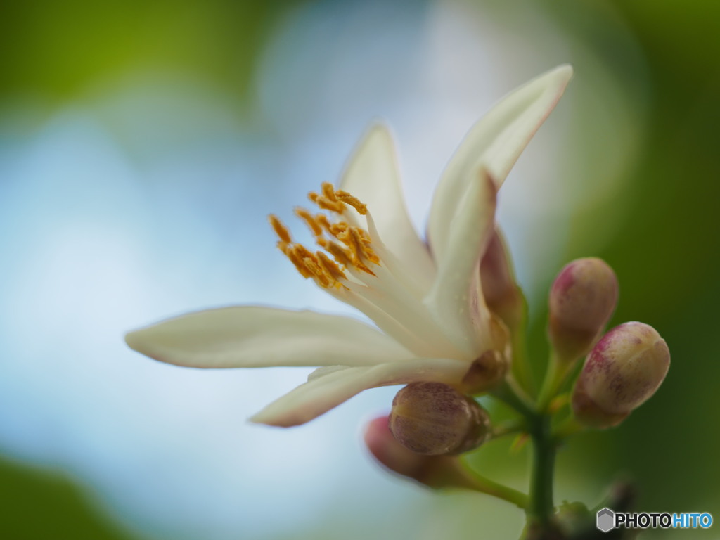 檸檬の花　自宅のとても小さな果樹園より