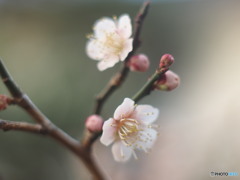 自宅の庭で愛でる梅１