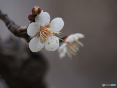 白梅開花