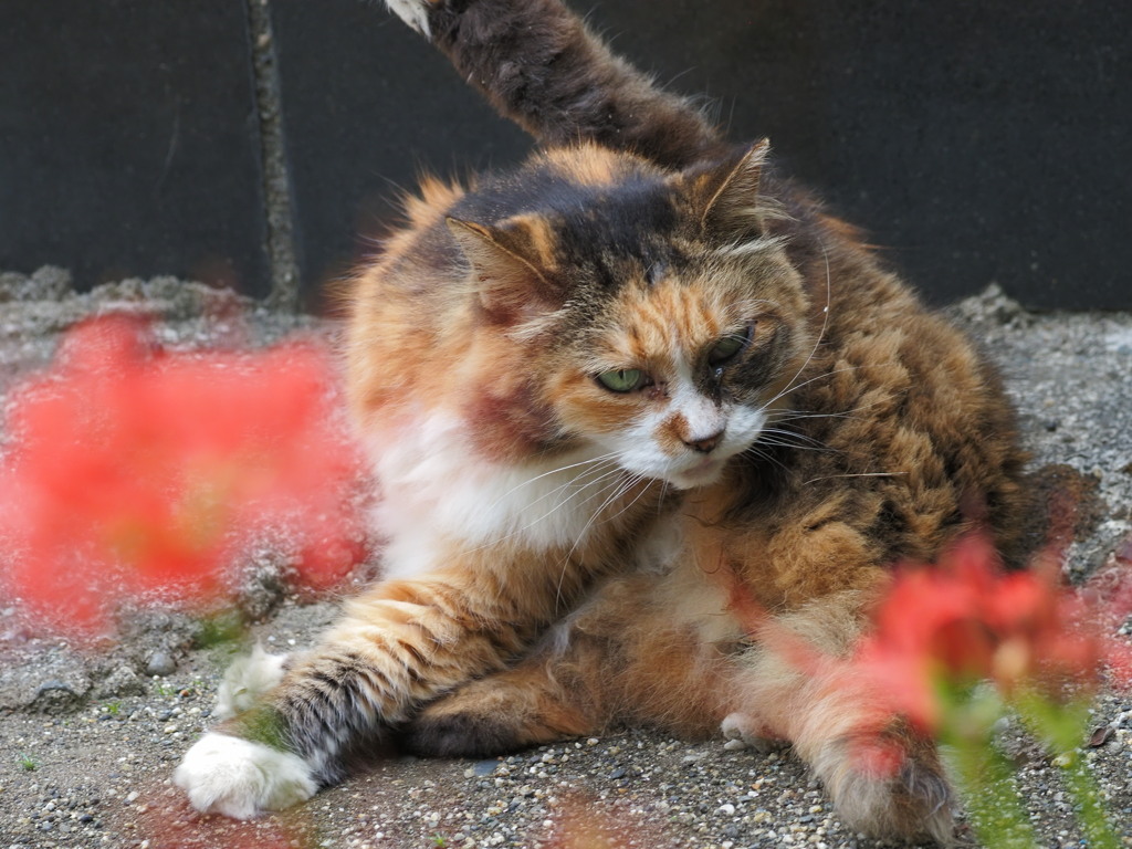 野良と彼岸花