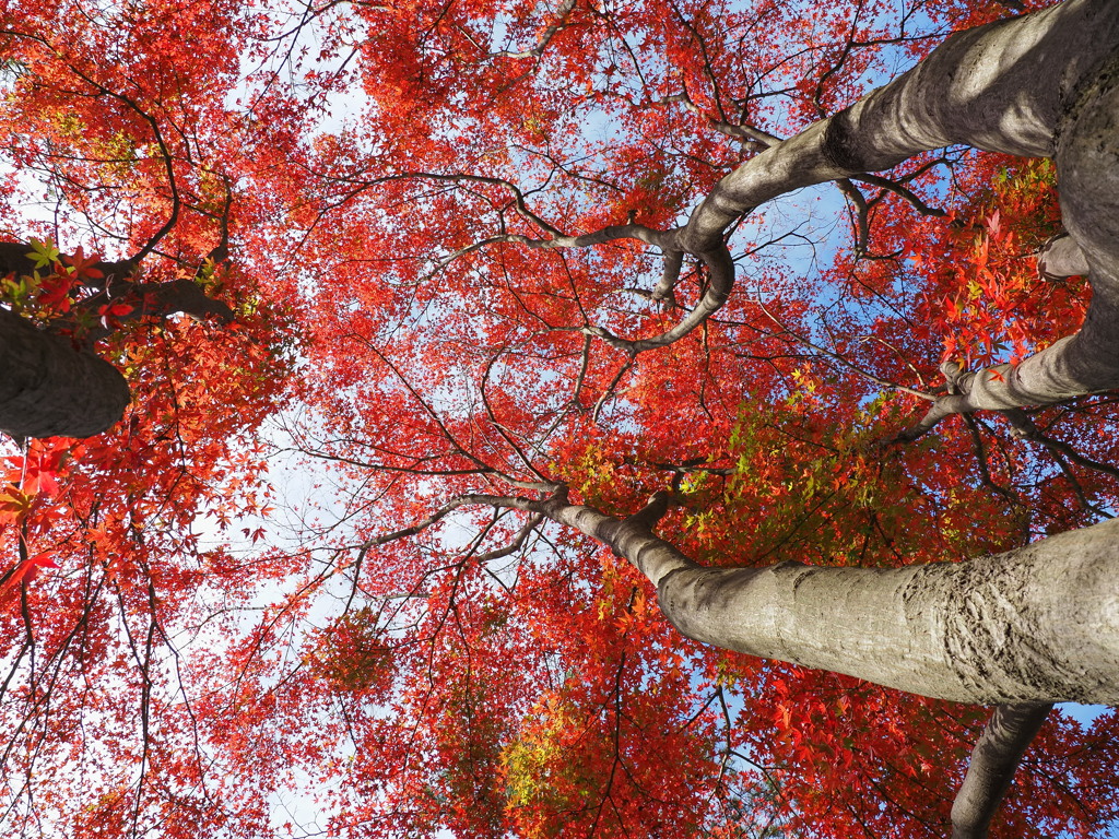 紅葉を見上げて