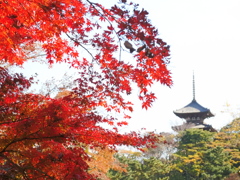 三渓園紅葉の頃