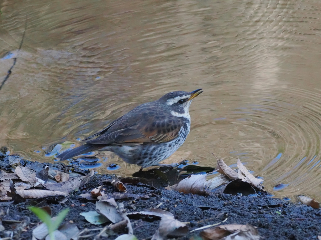 水場のツグミさん