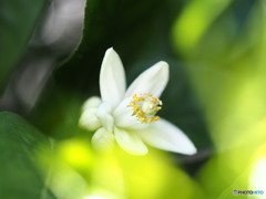 夏ミカンの花