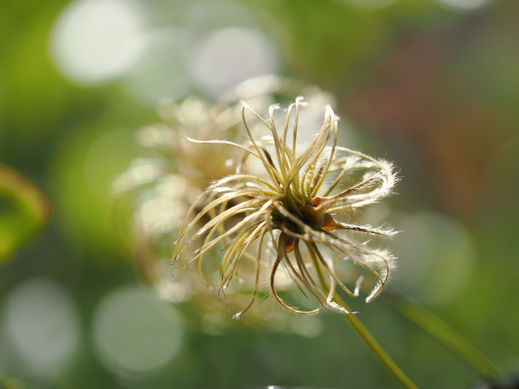 秋の薔薇園にて