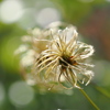 秋の薔薇園にて