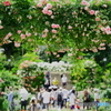 横浜の薔薇風景